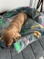Flynn, a male Dachshund for sale in Grand Rapids, MI – 5 of 7