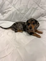 Granite , a male Dachshund for sale in Grand Rapids, MI – 3 of 6