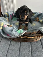 Nutella, a female Dachshund for sale in Grand Rapids, MI – 6 of 6