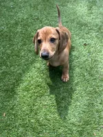 Flynn, a male Dachshund for sale in Grand Rapids, MI – 9 of 10