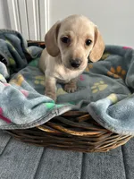 Biscuit , a male Dachshund for sale in Grand Rapids, MI – 3 of 4