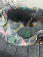 Nutella, a female Dachshund for sale in Grand Rapids, MI – 4 of 6