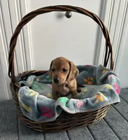 Flynn, a male Dachshund for sale in Grand Rapids, MI – 3 of 7