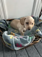 Biscuit , a male Dachshund for sale in Grand Rapids, MI – 2 of 4
