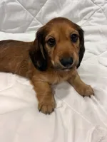 Copper , a male Dachshund for sale in Grand Rapids, MI – 2 of 4