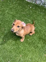 Flynn, a male Dachshund for sale in Grand Rapids, MI – 8 of 10
