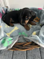 Nutella, a female Dachshund for sale in Grand Rapids, MI – 2 of 6