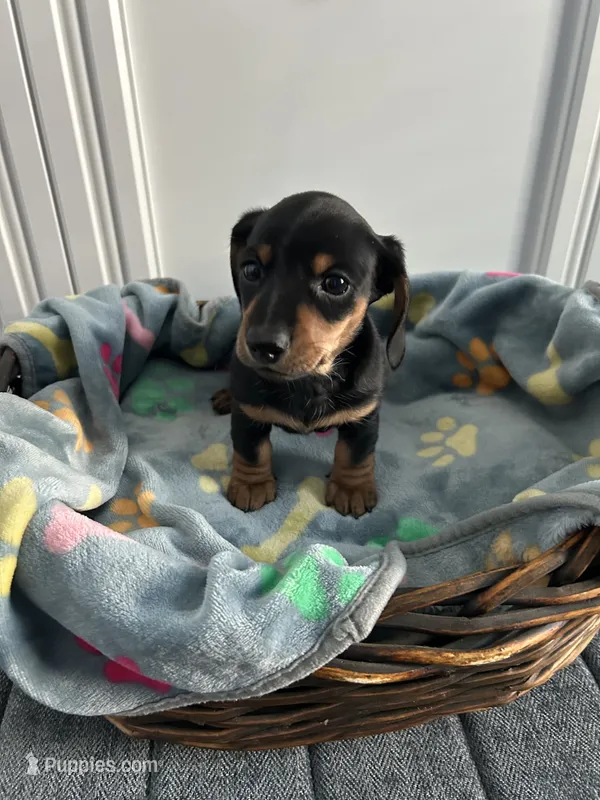 Nutella – Dachshund puppy on hold in Grand Rapids, MI