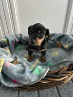 Nutella, a female Dachshund for sale in Grand Rapids, MI – 1 of 6