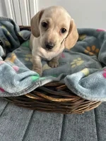 Biscuit , a male Dachshund for sale in Grand Rapids, MI – 4 of 4