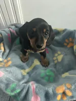 Nutella, a female Dachshund for sale in Grand Rapids, MI – 3 of 6