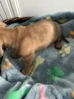Flynn, a male Dachshund for sale in Grand Rapids, MI – 4 of 7