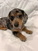 Granite , a male Dachshund for sale in Grand Rapids, MI – 4 of 6