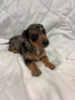 Granite , a male Dachshund for sale in Grand Rapids, MI – 2 of 6