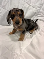 Granite , a male Dachshund for sale in Grand Rapids, MI – 6 of 6