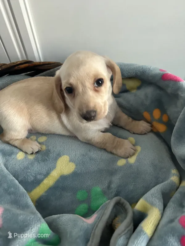 Biscuit  – Dachshund puppy for sale in Grand Rapids, MI