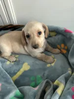 Biscuit , a male Dachshund for sale in Grand Rapids, MI – 1 of 4