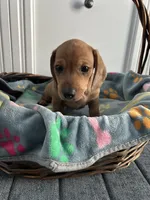 Flynn, a male Dachshund for sale in Grand Rapids, MI – 7 of 7