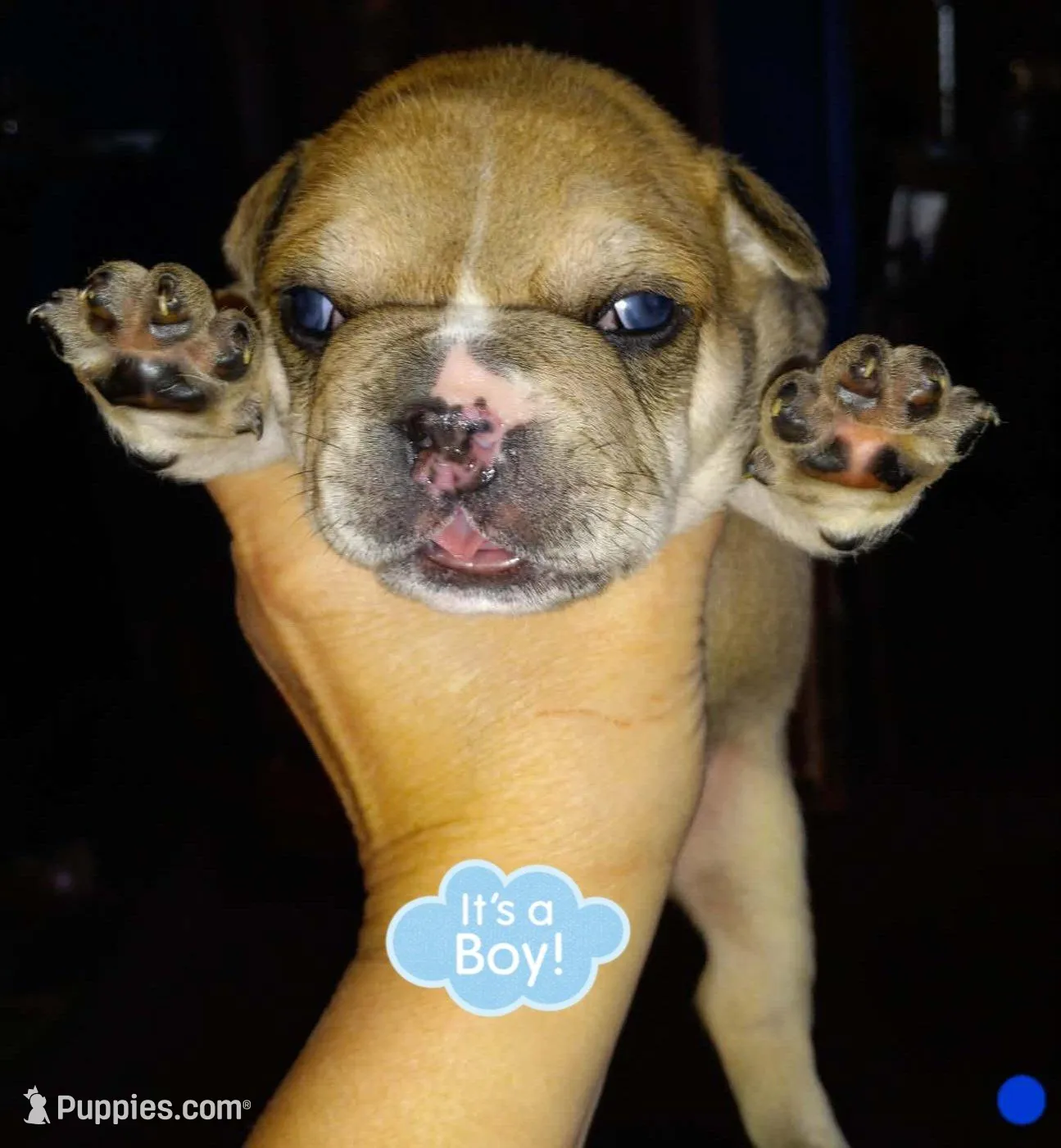 Nubbins, a  French Bulldog for sale in East Peoria, IL – Photo 1 of 2