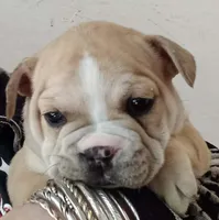 Yellow, a male French Bulldog for sale in East Peoria, IL – Photo 5 of 6