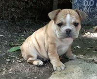 Yellow, a male French Bulldog for sale in East Peoria, IL – Photo 1 of 6