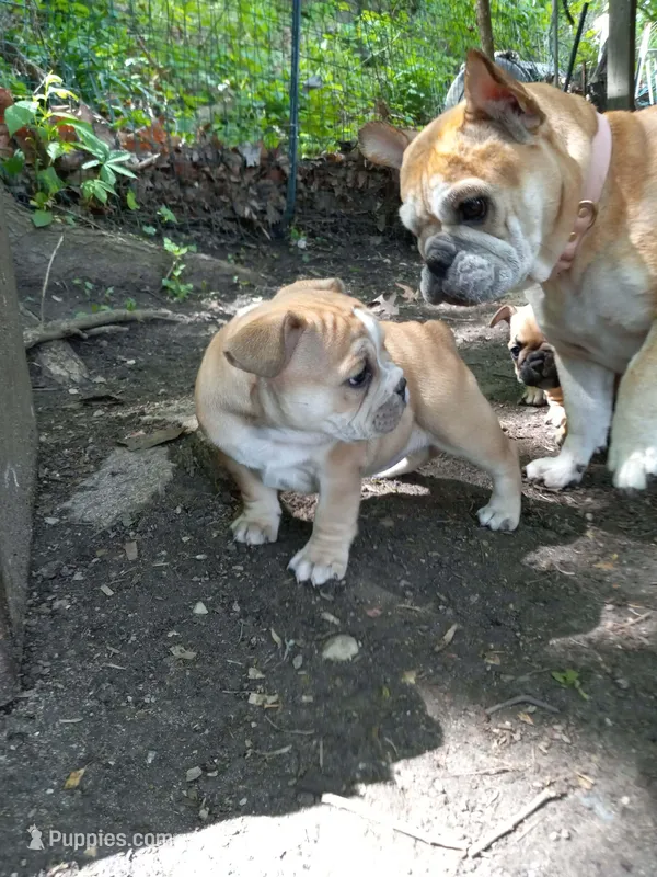 Yellow – French Bulldog puppy for sale in East Peoria, IL