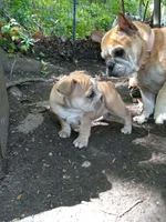 Yellow, a male French Bulldog for sale in East Peoria, IL – Photo 6 of 6