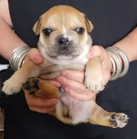 Nubbins, a  French Bulldog for sale in East Peoria, IL – Photo 2 of 2