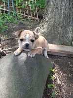 Yellow, a male French Bulldog for sale in East Peoria, IL – Photo 3 of 6