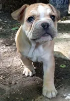 Yellow, a male French Bulldog for sale in East Peoria, IL – Photo 4 of 6