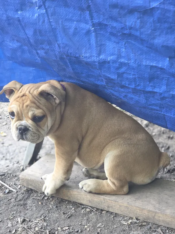 Purple  – French Bulldog puppy for sale in East Peoria, IL
