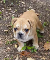 Purple , a male French Bulldog for sale in East Peoria, IL – Photo 2 of 7