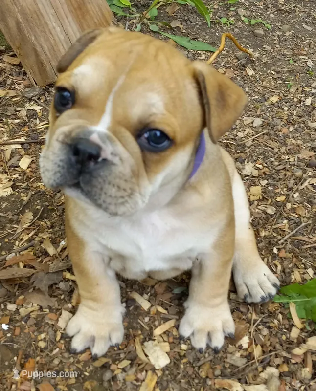 Purple  – French Bulldog puppy for sale in East Peoria, IL