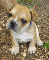 Purple , a male French Bulldog for sale in East Peoria, IL – Photo 1 of 7
