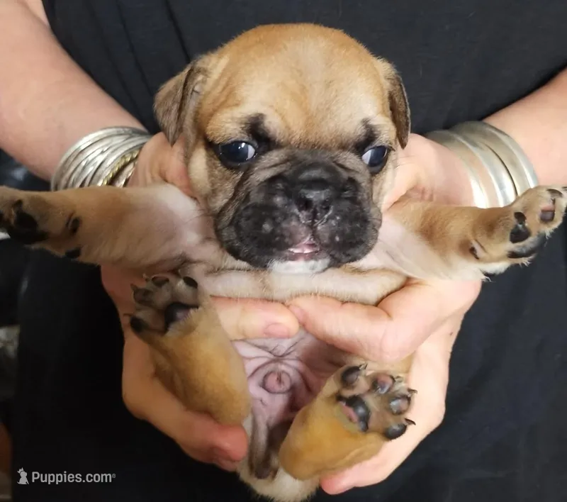 Wilber – French Bulldog puppy for sale in East Peoria, IL