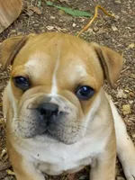 Purple , a male French Bulldog for sale in East Peoria, IL – Photo 7 of 7