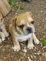 Purple , a male French Bulldog for sale in East Peoria, IL – Photo 6 of 7