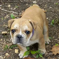 Purple , a male French Bulldog for sale in East Peoria, IL – Photo 5 of 7