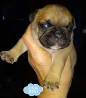 Wilber, a  French Bulldog for sale in East Peoria, IL – Photo 2 of 2