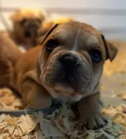 Purple , a male French Bulldog for sale in East Peoria, IL – Photo 4 of 7