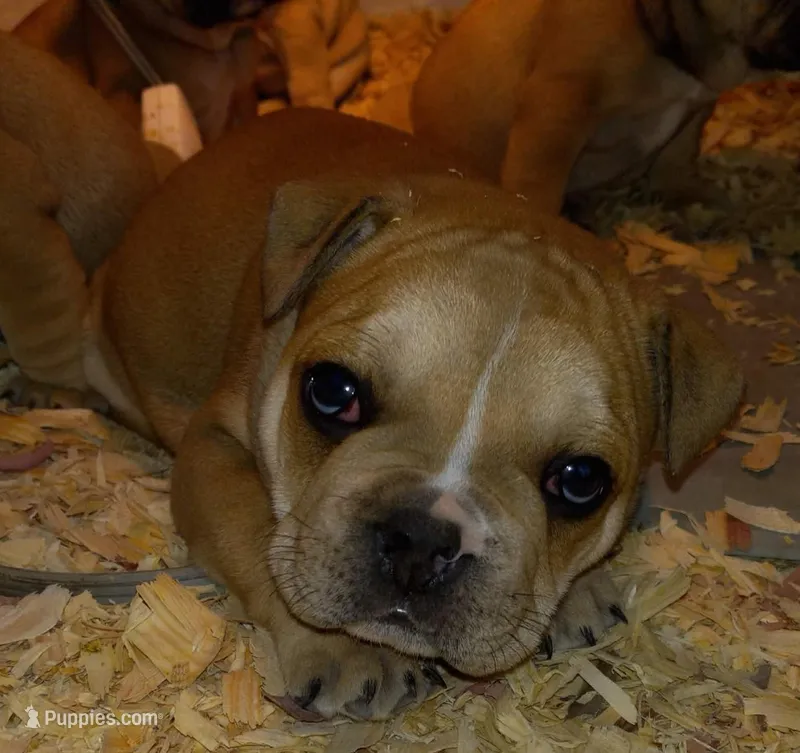 Wilber – French Bulldog puppy for sale in East Peoria, IL