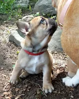 Red, a female French Bulldog for sale in East Peoria, IL – Photo 3 of 3