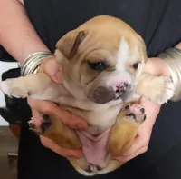 Mable, a  French Bulldog for sale in East Peoria, IL – Photo 1 of 2