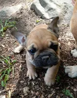 Red, a female French Bulldog for sale in East Peoria, IL – Photo 2 of 3