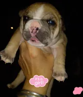 Mable, a  French Bulldog for sale in East Peoria, IL – Photo 2 of 2