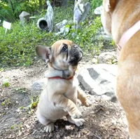 Red, a female French Bulldog for sale in East Peoria, IL – Photo 1 of 3
