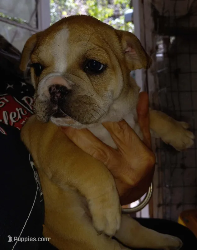 Mable – French Bulldog puppy for sale in East Peoria, IL