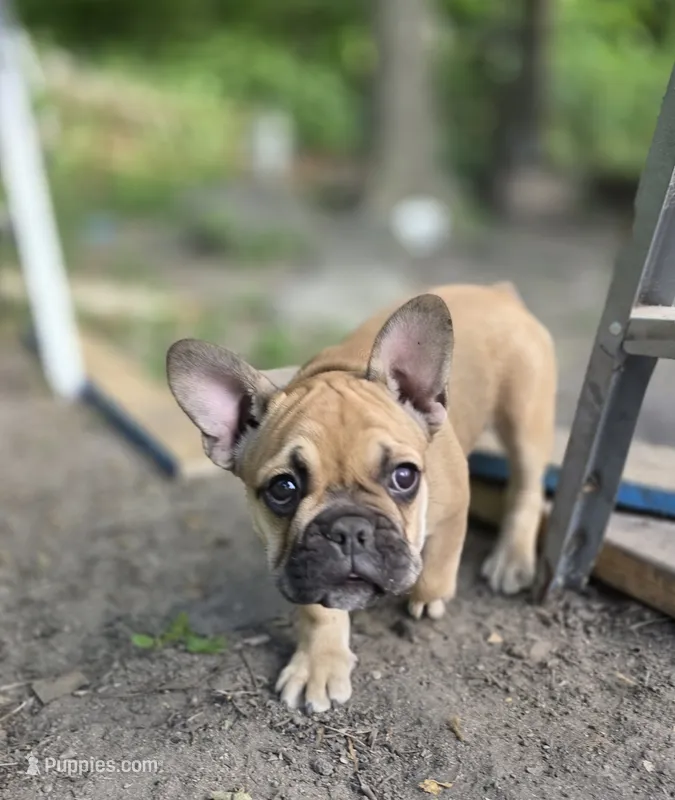 Red – French Bulldog puppy for sale in East Peoria, IL