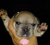 Edith, a  French Bulldog for sale in East Peoria, IL – Photo 2 of 2