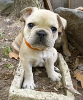 Orange Fm, a female French Bulldog for sale in East Peoria, IL – Photo 2 of 6